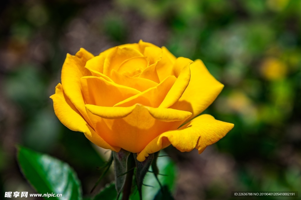浪漫爱情黄色玫瑰花4k玫瑰图片