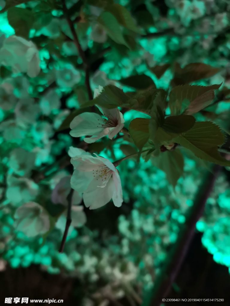 夜色樱花花枝花卉摄影照