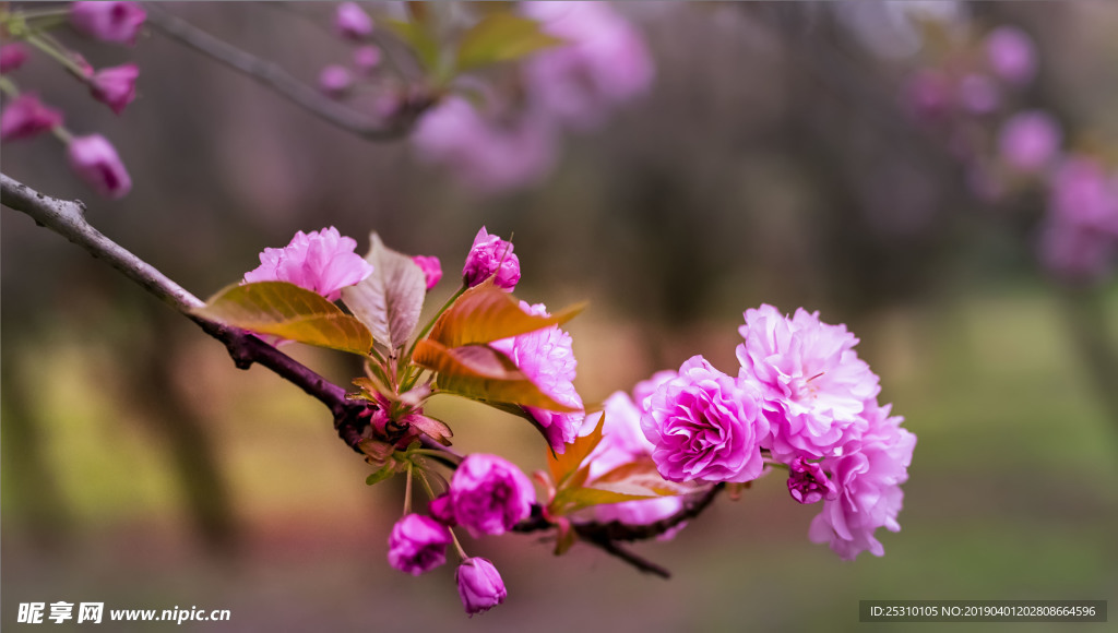 樱花俏