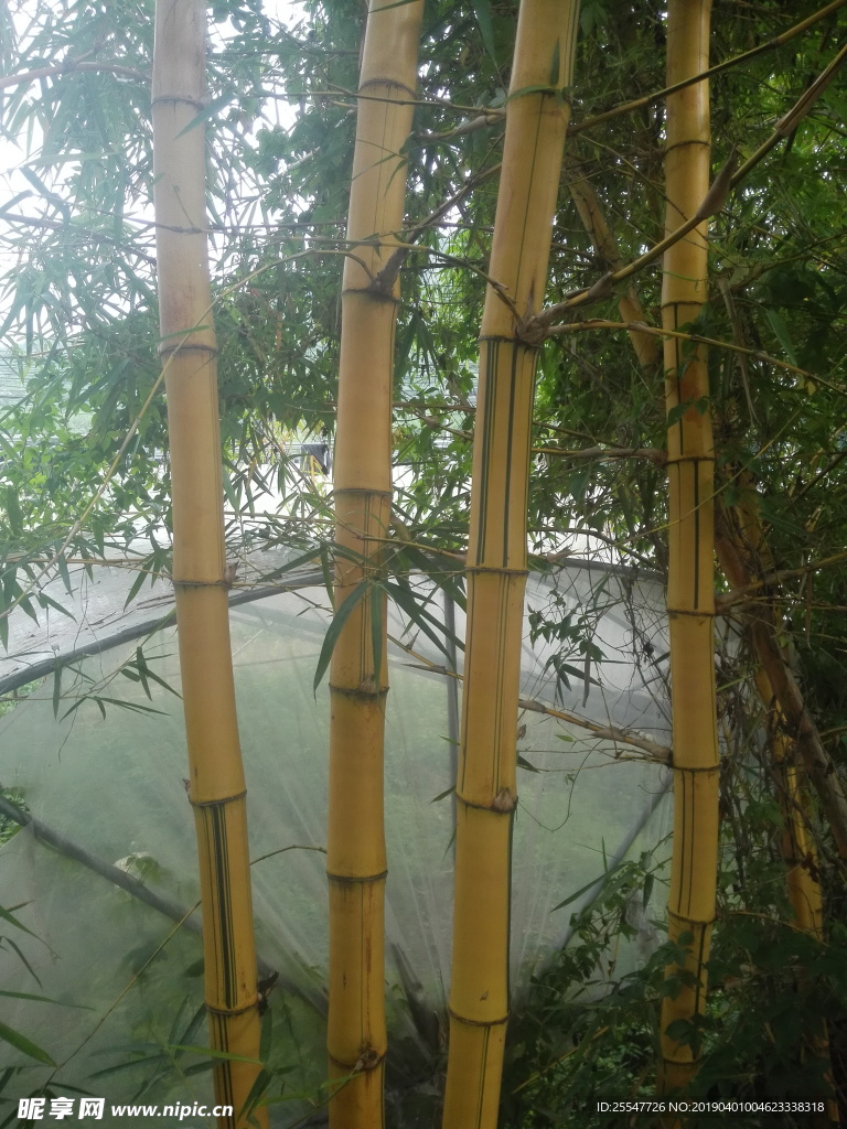 竹