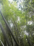 竹