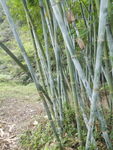 竹