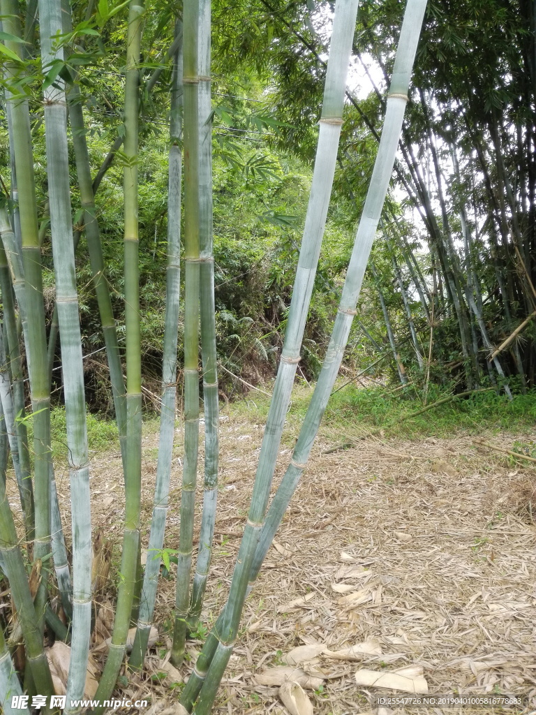 竹