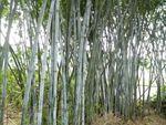 竹