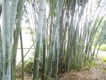 竹