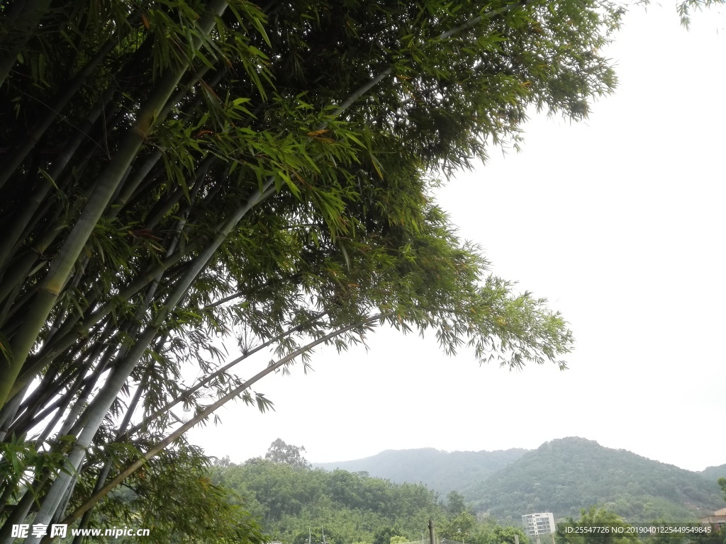 竹