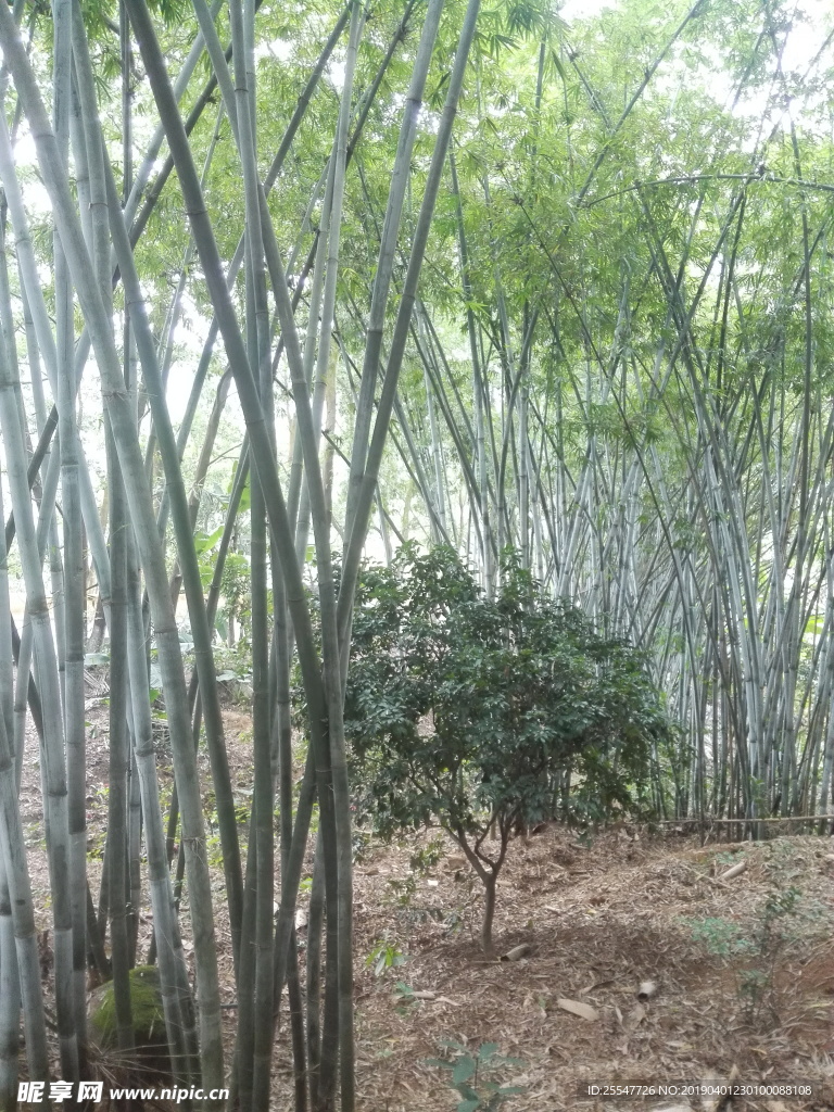 竹