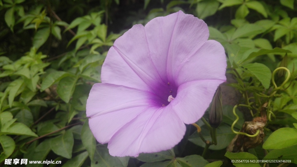 牵牛花