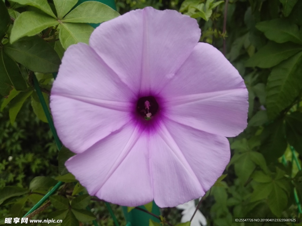 牵牛花