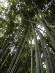 竹