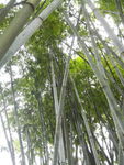 竹