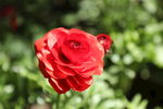 月季花