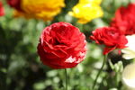 月季花