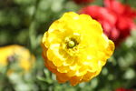 月季花