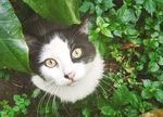 晨曦中的猫