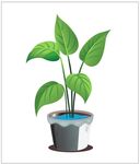 绿色植物