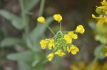 油菜花
