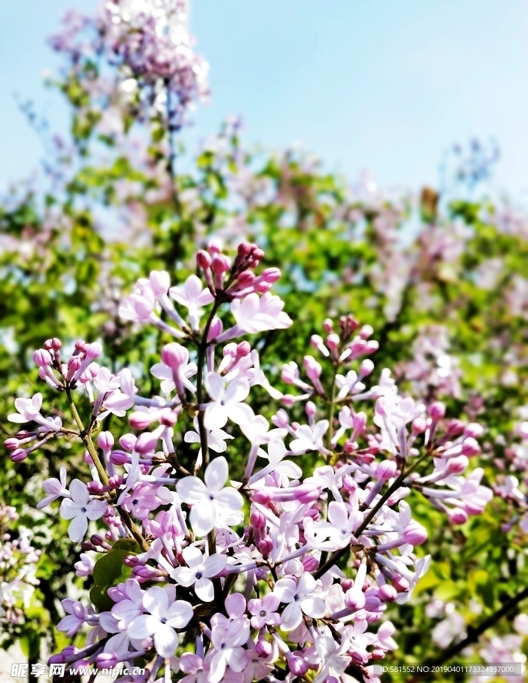丁香花