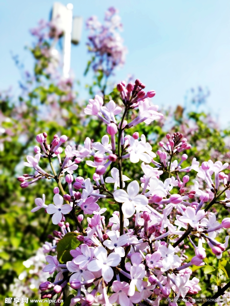 丁香花