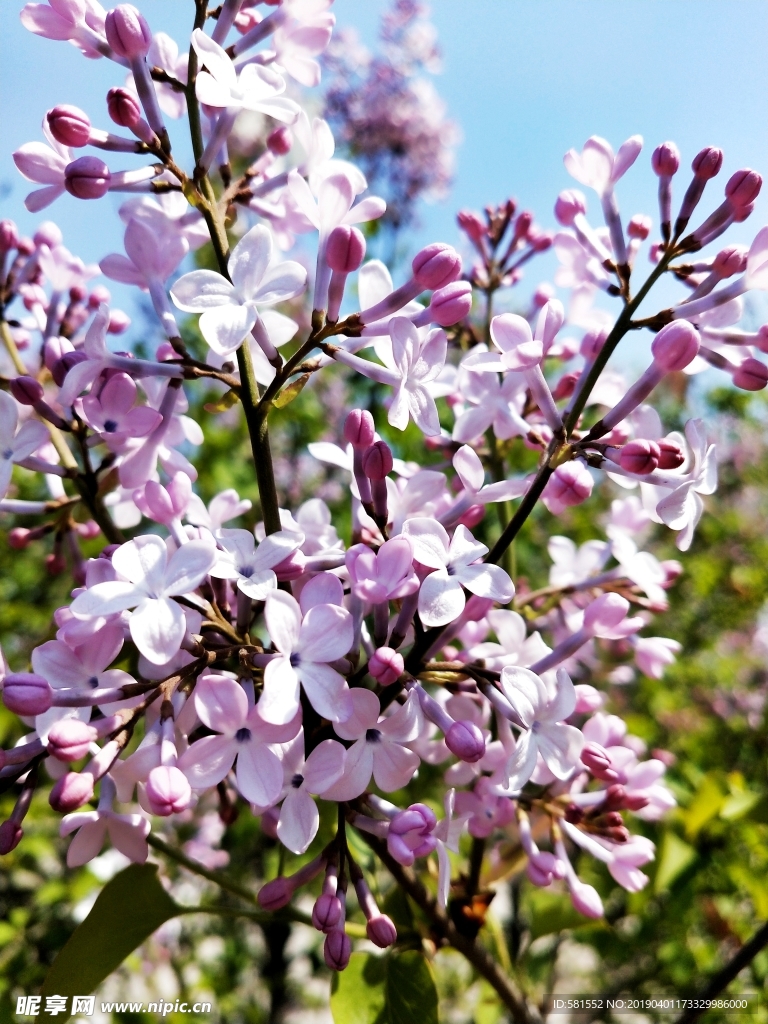 丁香花