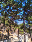松树林