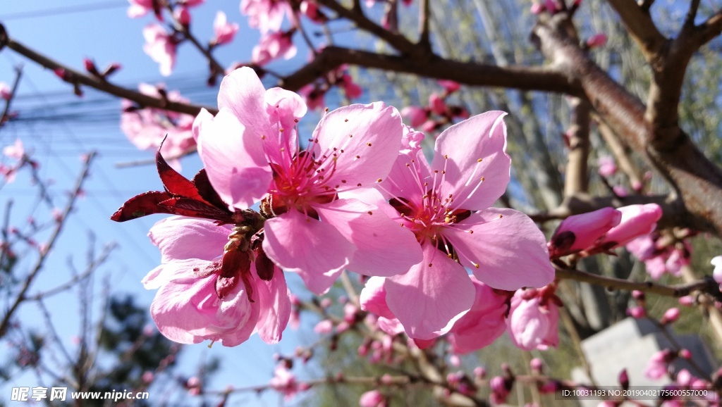 桃花