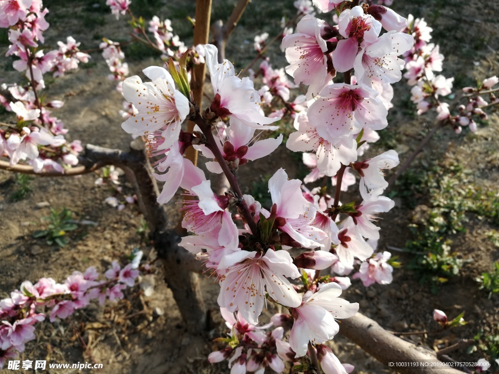 桃花