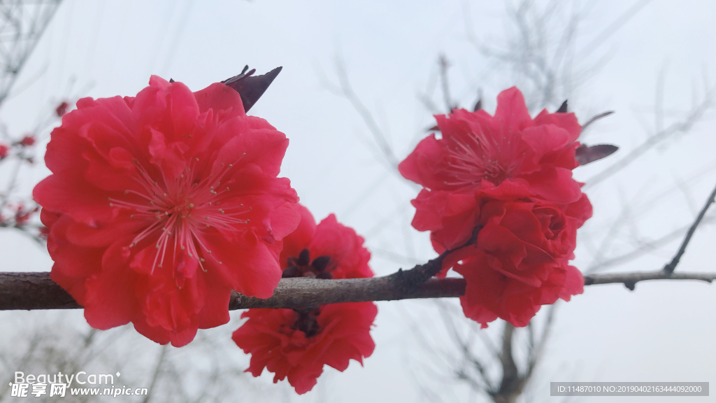 红花碧桃