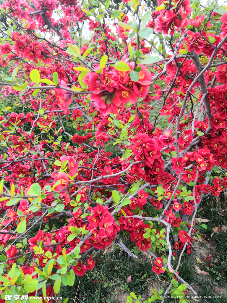 花卉