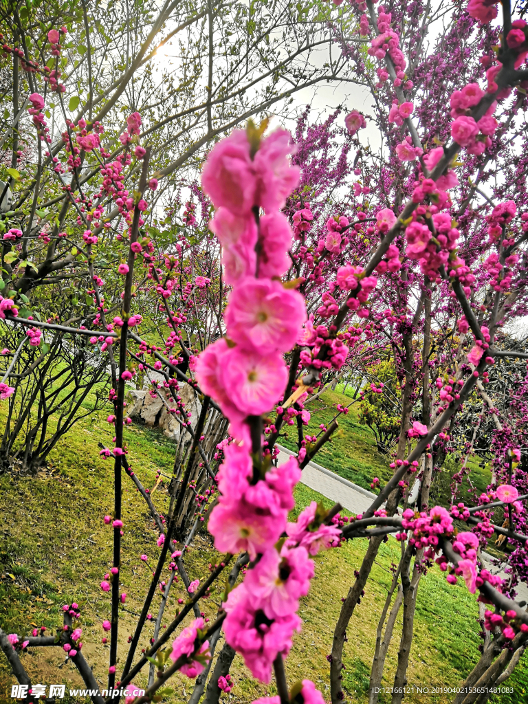 花卉