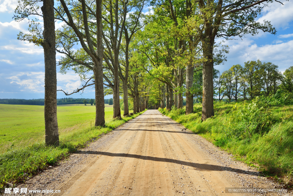 自然风景黑松林道路