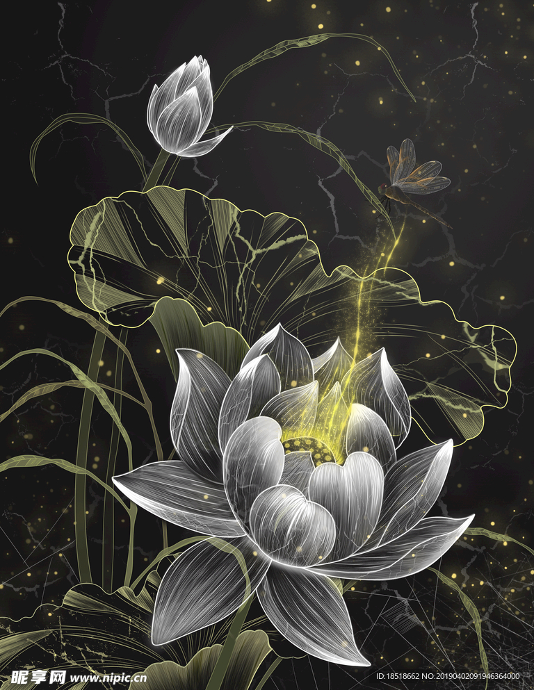 透明荷花插画