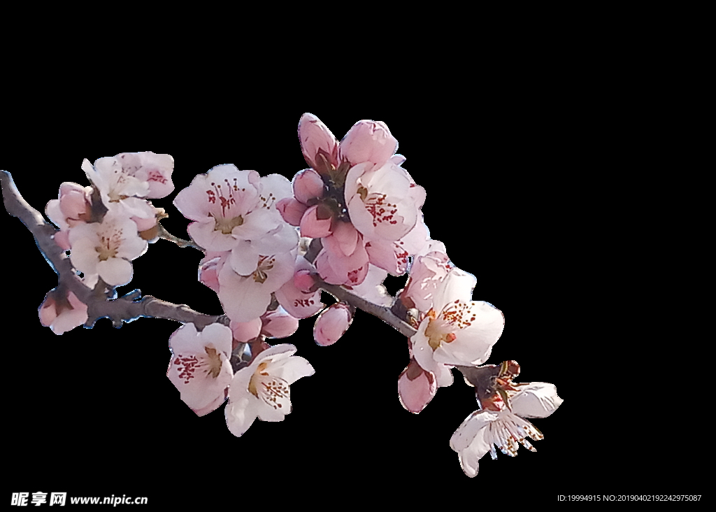 桃花抠图