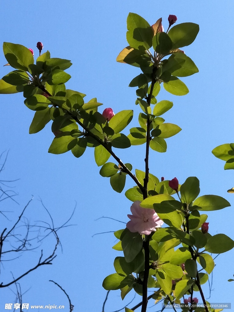 海棠
