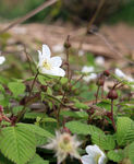 野草莓花