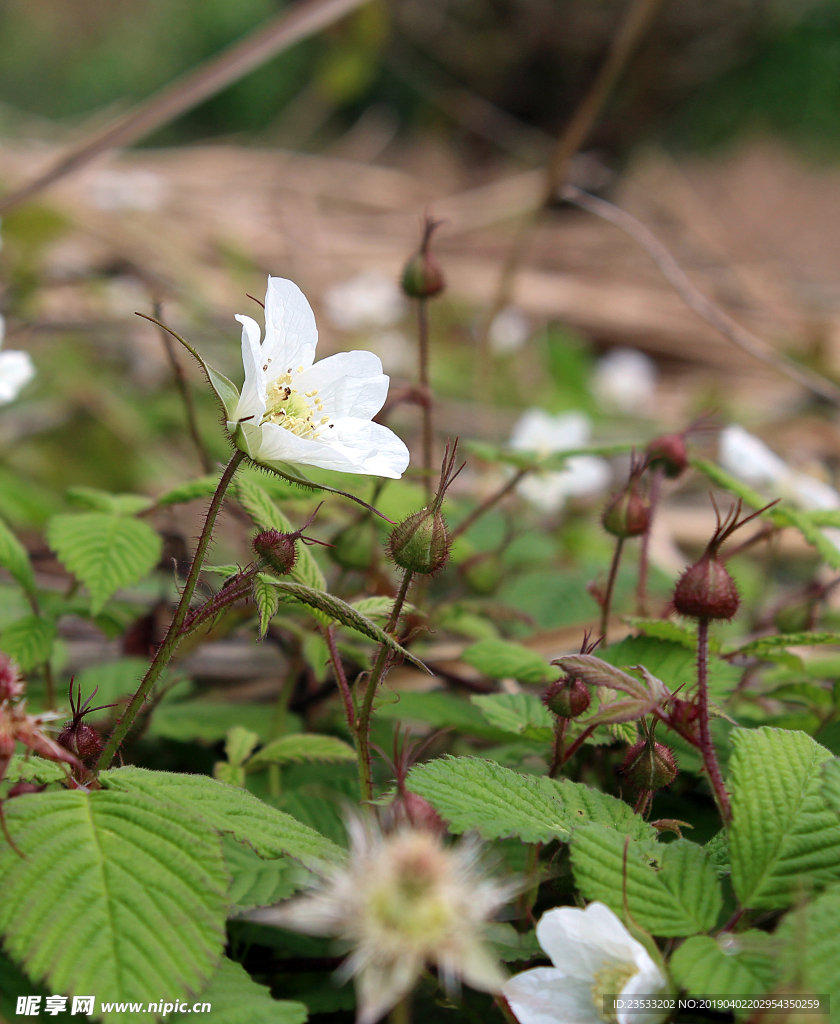 野草莓花