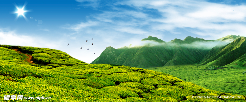 茶园 植物 自然风景