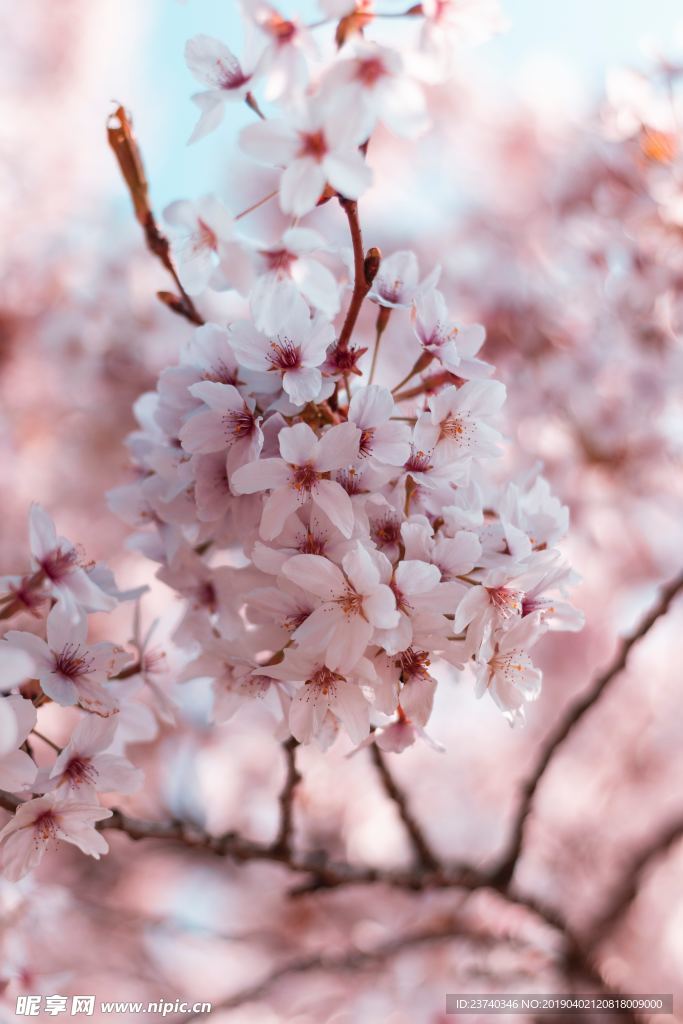 樱花