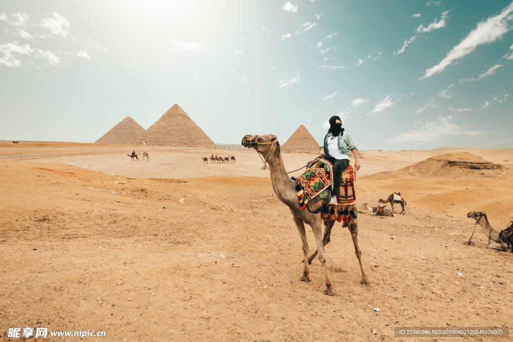 高清沙漠骆驼风景