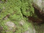 青苔