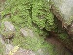 青苔