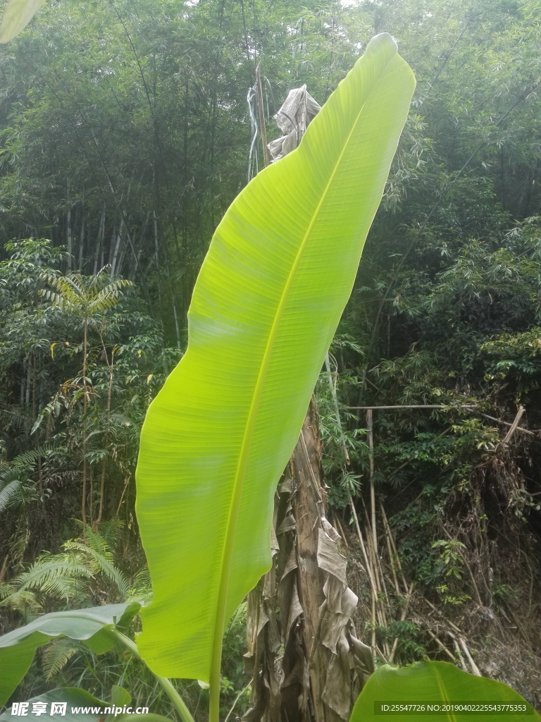 芭蕉叶