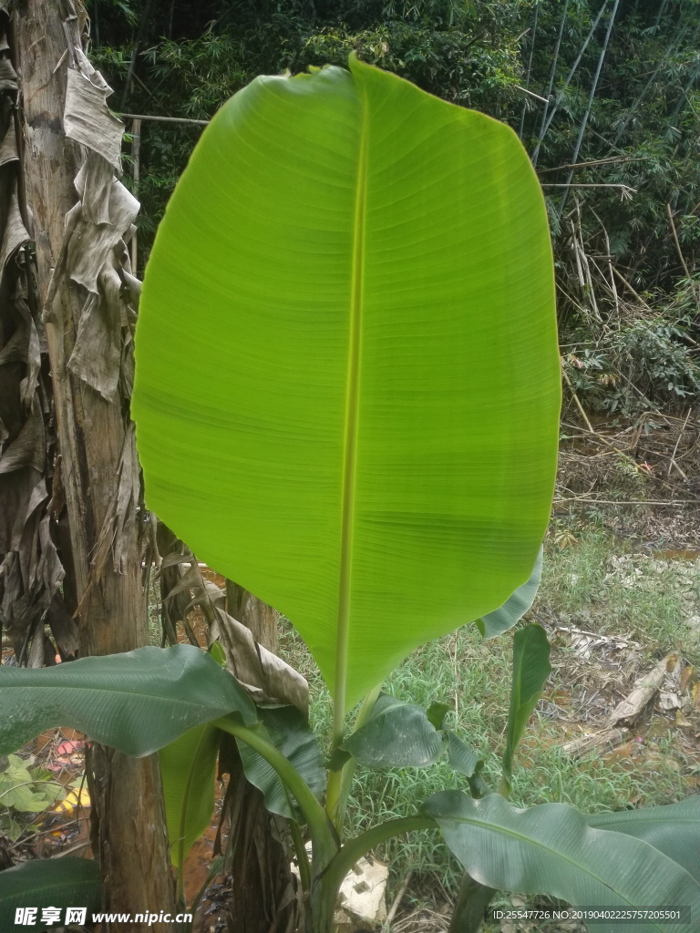 芭蕉叶