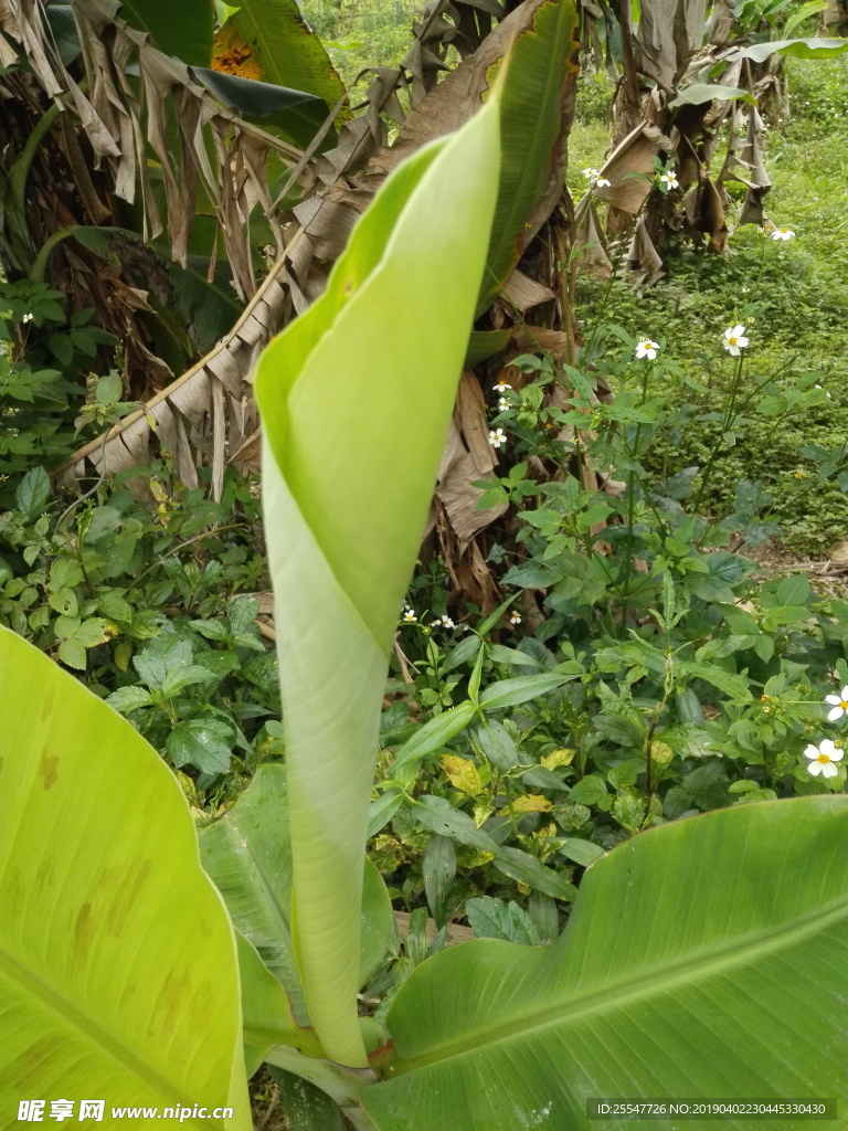 芭蕉叶