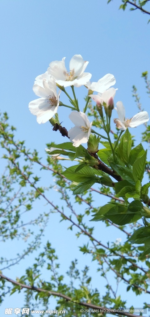 春天樱花