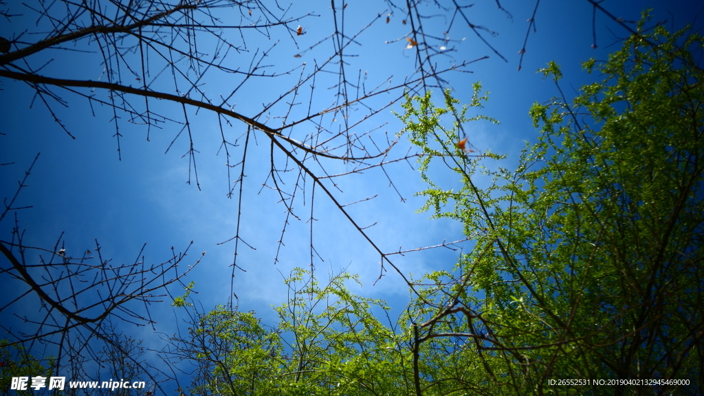 树枝  天空