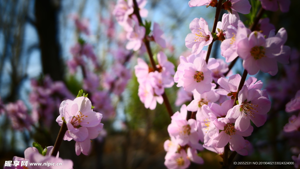 桃花