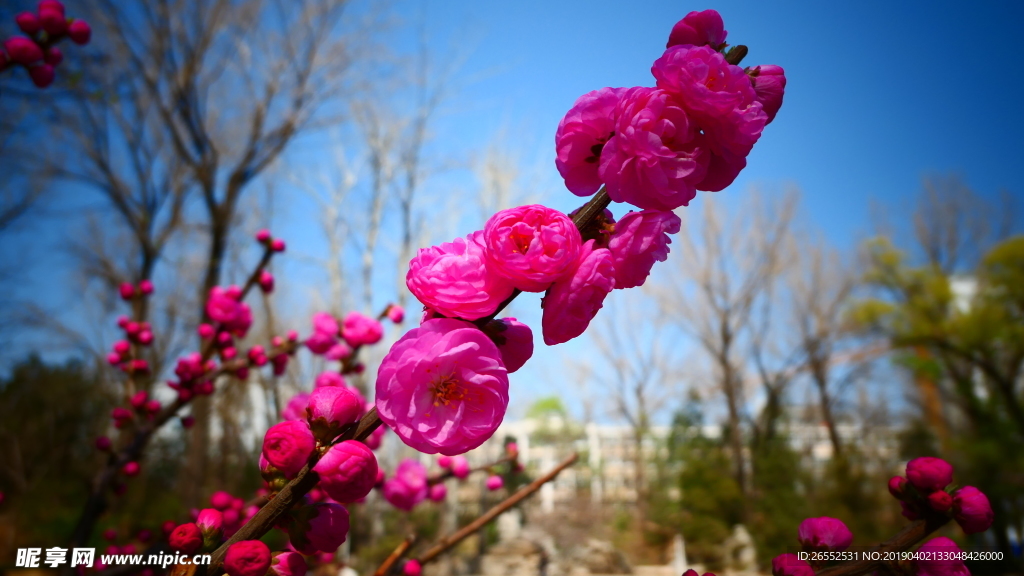 桃花