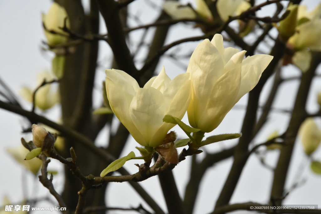 白玉兰花