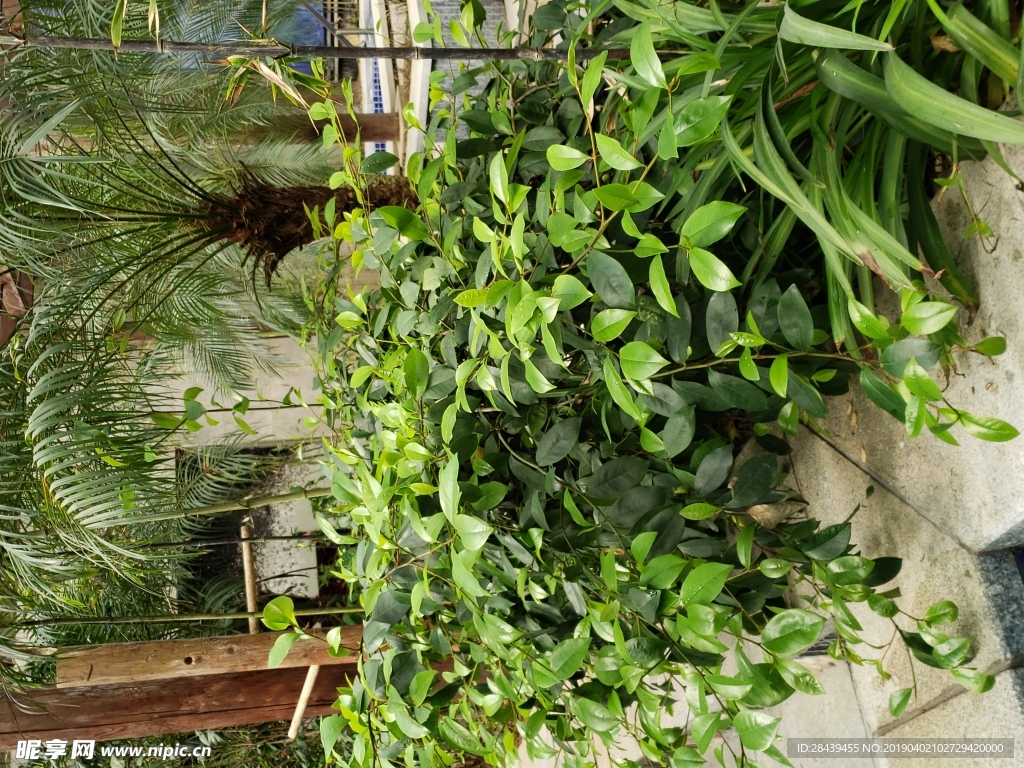 植物
